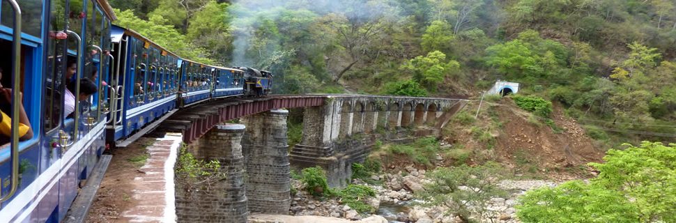 man-made-forest-changha-mangha-tour-1